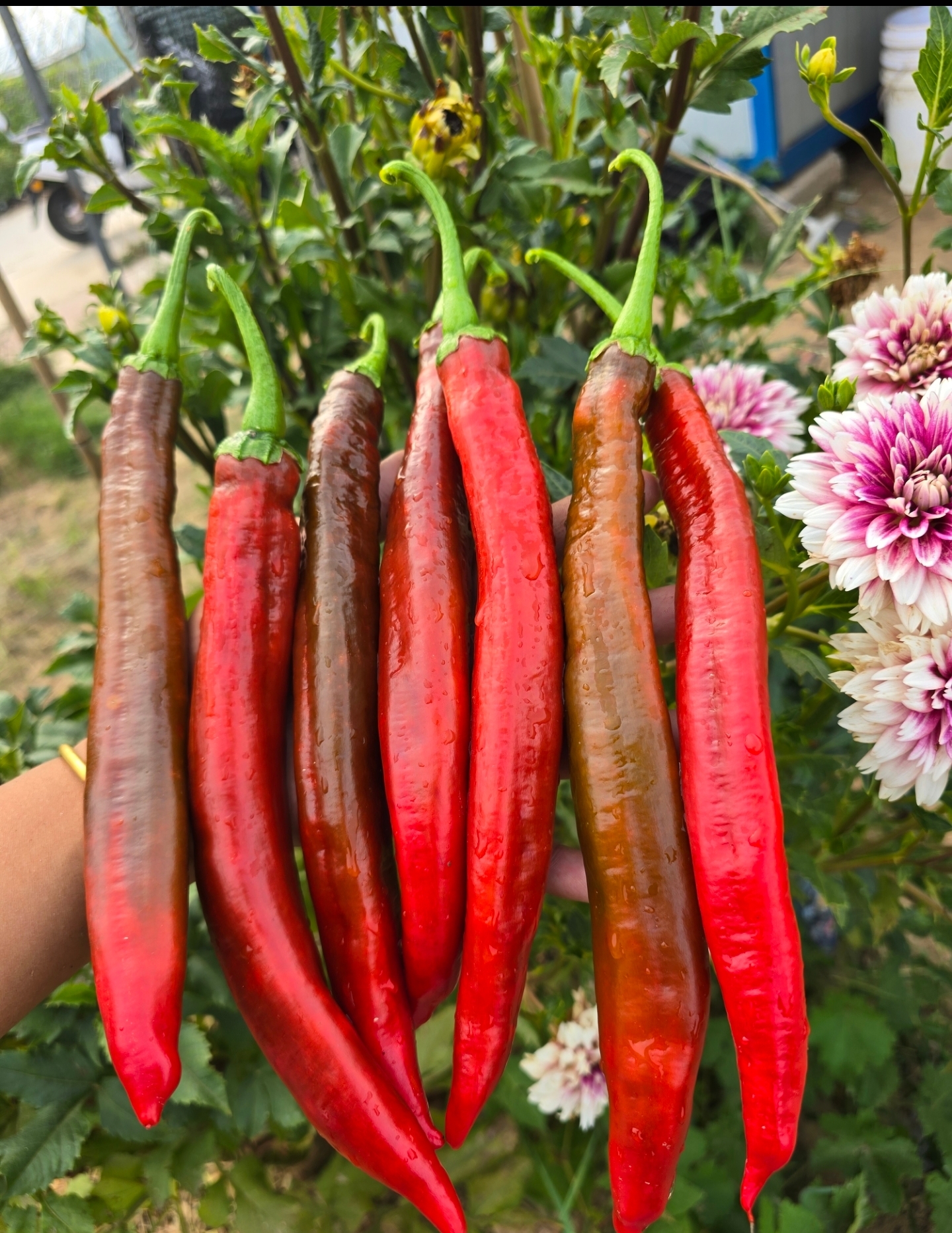 T69女巫魔杖甜椒五粒种子全店满38包邮偏远地区除外