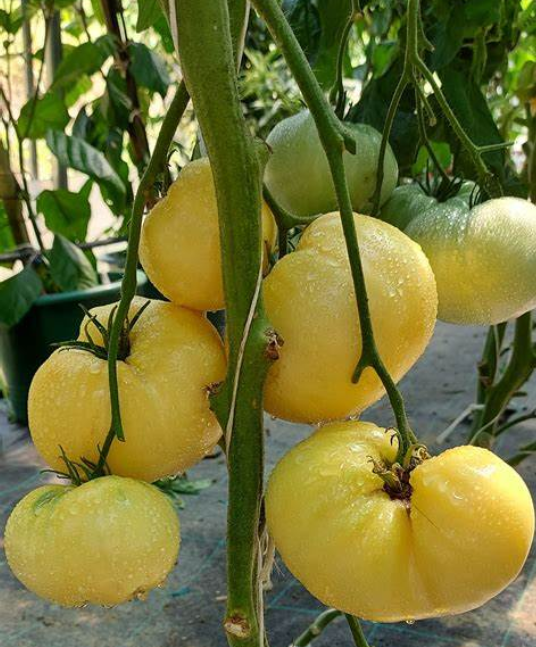 166牛奶珍珠perle de lait tomato（5粒种子）