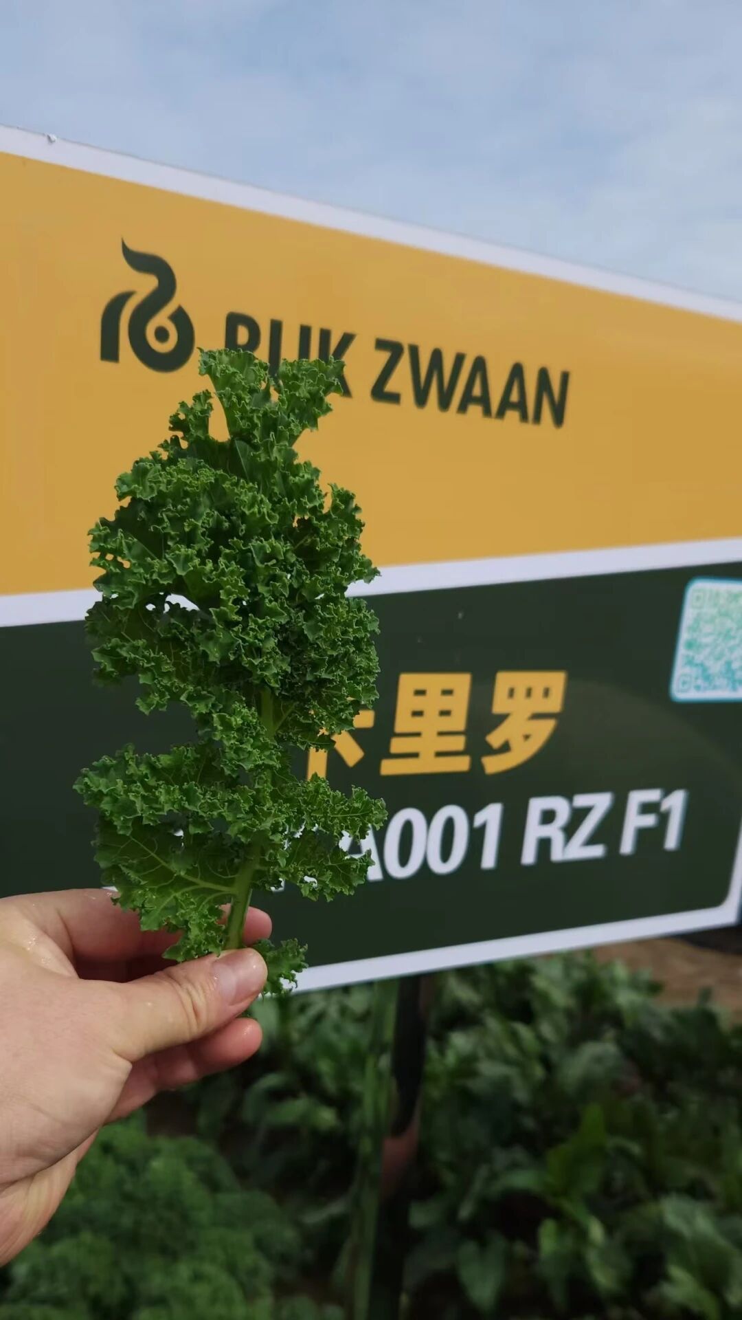 卡里罗羽衣甘蓝20粒进口种子无售后全店满38包邮偏远地区除外