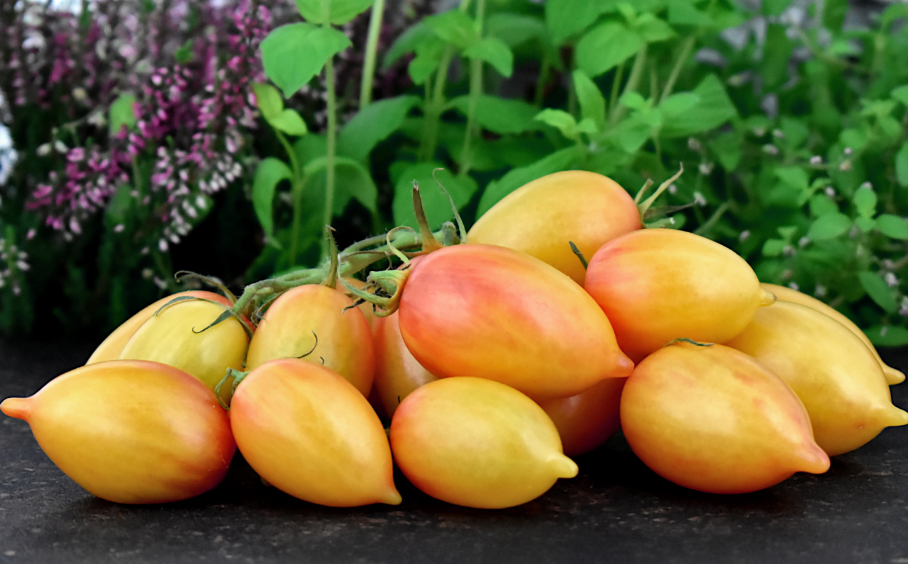 16童话魔法（种子）