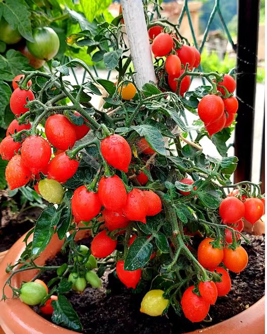 553微型小心肝（3粒种子）（图2 3由群友泡泡种植提供）