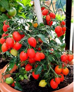 3由群友泡泡种植提供 图2 3粒种子 553微型小心肝