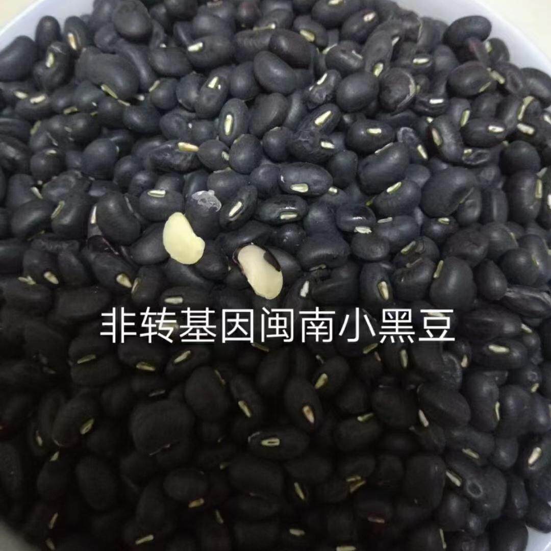 正宗闽南农家小黑豆 牛角黑 农家自种 自然晒干 五谷粗粮
