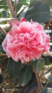 龙火珠茶花原生苗顺丰包邮