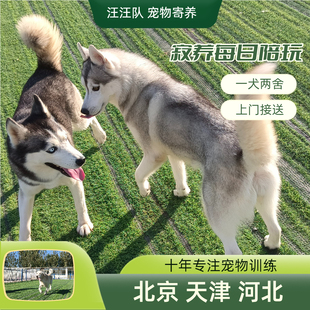 拉布拉多 北京宠物寄养 狗狗寄养 训练教程 金毛 上门接送