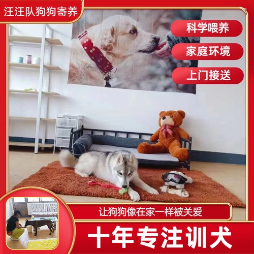 狗狗上学宠物寄养上门接送犬舍