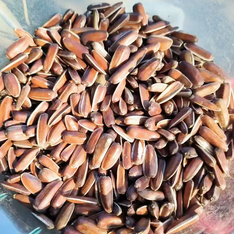 新货云南红瓜子生的带壳红皮葵花籽原味甜糯瓜子干果零食特产散称