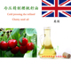 英国精制樱桃籽油 芳疗美容按摩基底精油100ml Oil Cherry Kernel