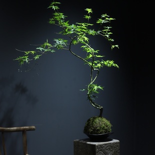 流泉枫盆栽好养易活四季观赏绿植耐阴家居装饰绿植新手养护简单