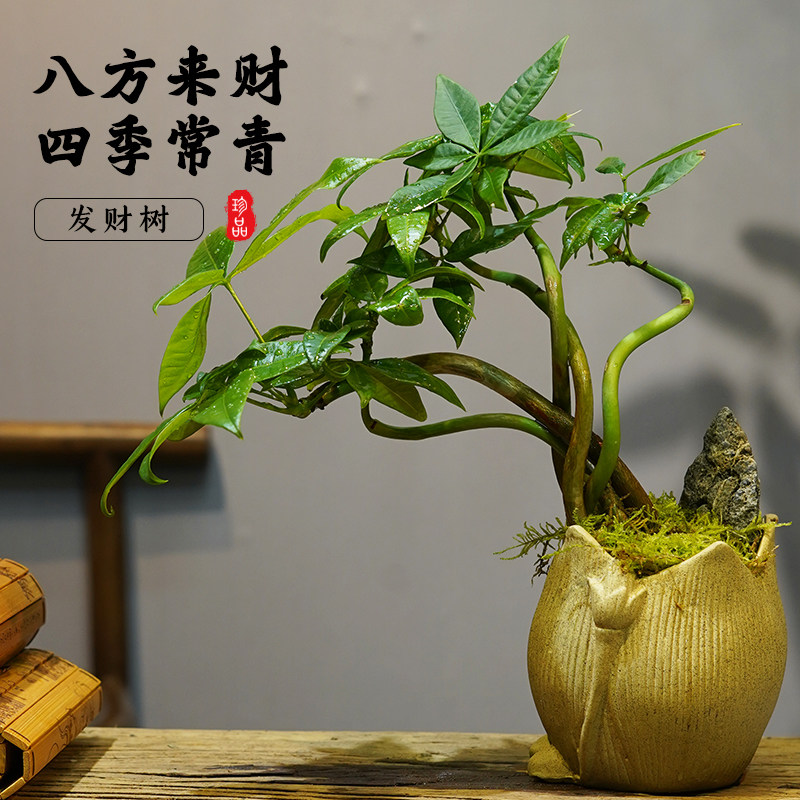 莲花发财树盆栽招财金钱招财四季常青绿植室内办公室净化客厅花卉