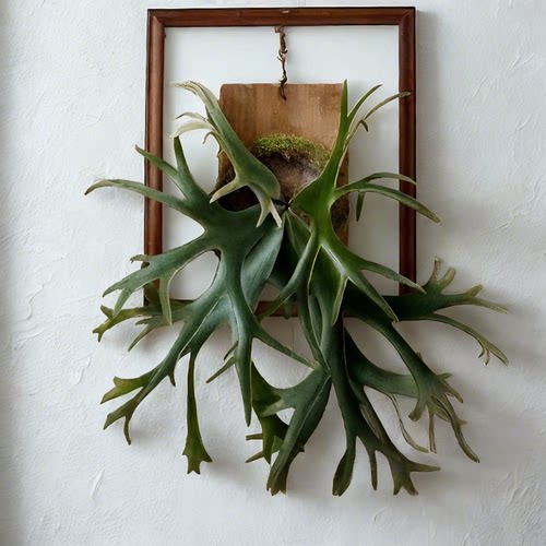 二岐鹿角蕨挂墙绿植苔藓蕨类植物鹿角蕨板植挂板水培垂吊壁挂盆栽