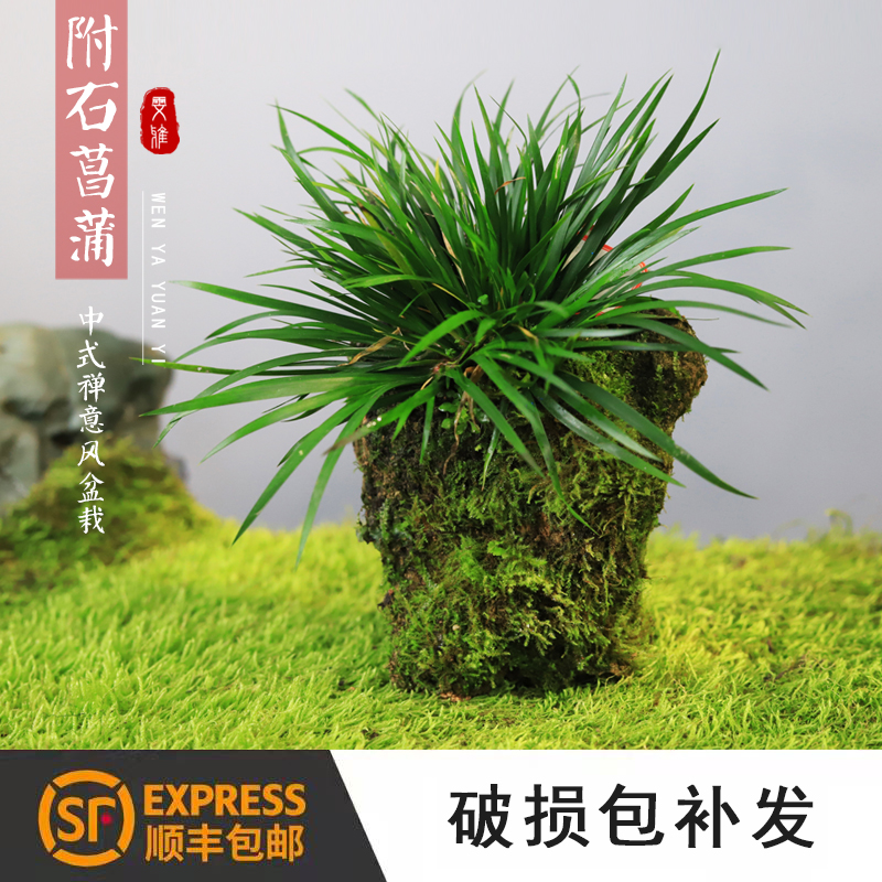 厂品附石菖蒲盆景吸水石小植物办公室桌面观叶绿植茶几苔藓微景观