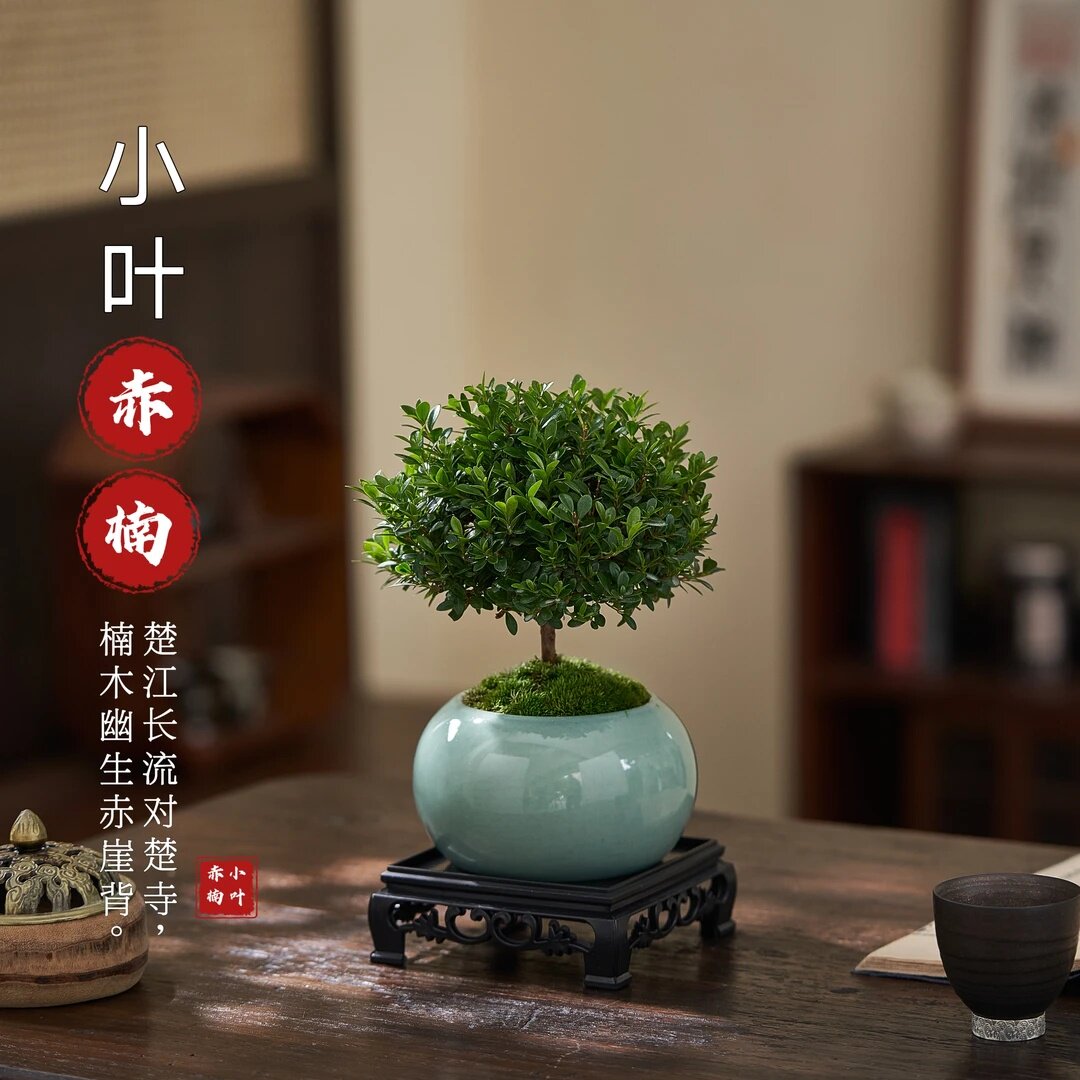 小叶赤楠桌面盆景老桩净化空气绿植卧室盆栽实物鲜活