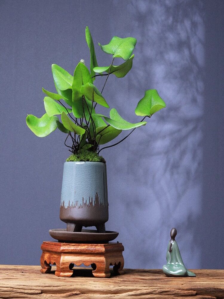 心愿蕨绿植室内盆栽好养客厅办公室茶桌小盆景铁线蕨耐阴水培植物