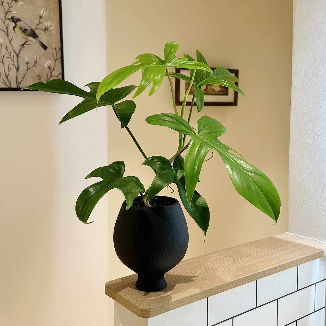 飞机蔓绿绒竹芋海芋绿萝盆栽盆景室内客厅办公室桌面观叶花卉绿植