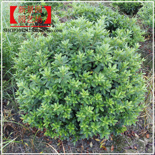 庭院绿化色块春鹃球杜鹃花映山红桩紫鹃毛娟球毛杜鹃盆景常绿