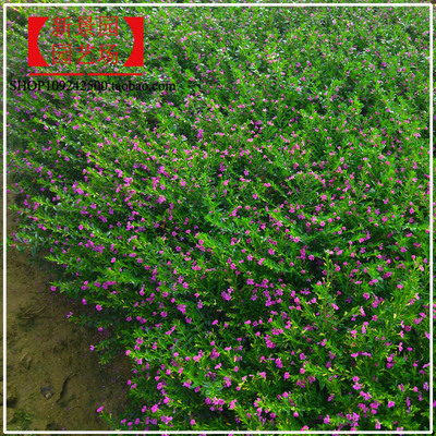 萼距花雪茄花庭院满天星四季开花