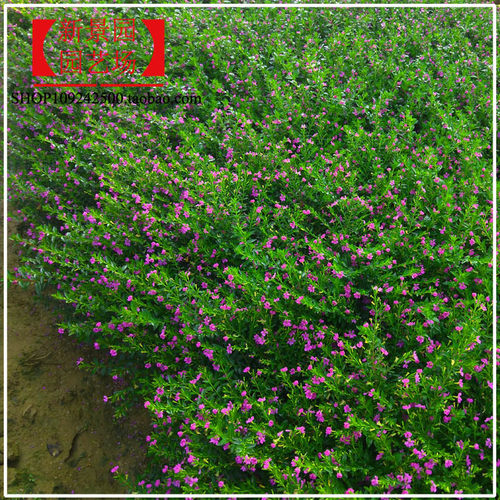 萼距花雪茄花庭院满天星四季开花