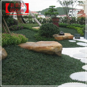 沿阶正宗小叶日本矮麦冬四季麦门冬耐阴草皮玉龙草常青耐寒玉珑草