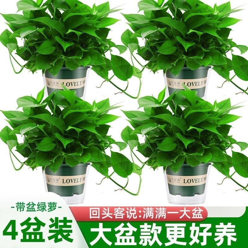 四盆装绿萝盆栽室内植物花卉办公室客厅绿植水培垂吊大叶绿箩