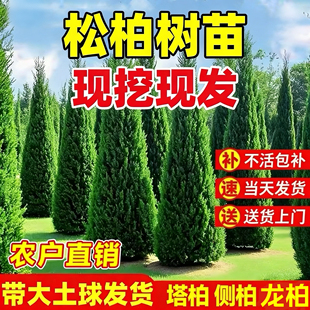 塔柏树苗柏树树苗侧柏树苗扁柏苗圆柏松树苗龙柏树苗陵园柏树松树