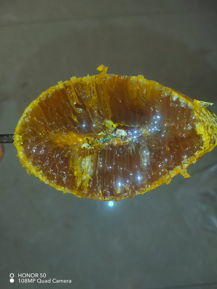 云南蒙自野生小挂蜜纯天然小草蜂非土蜂蜜现货带蜂饼包邮