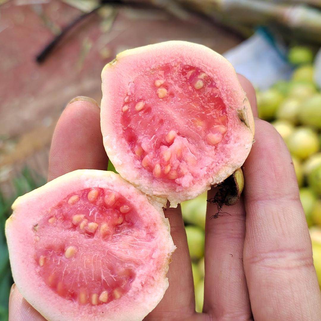 云南蒙自野生红心小芭乐冬桃新鲜水果低糖25年当季现发,水产肉类/新鲜蔬果/熟食,番石榴/芭乐,淘宝优惠券,粉丝福利购,淘宝优惠卷