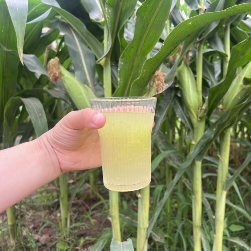 阿梨日记｜玉米须 农家采摘 手工挑选   泡茶