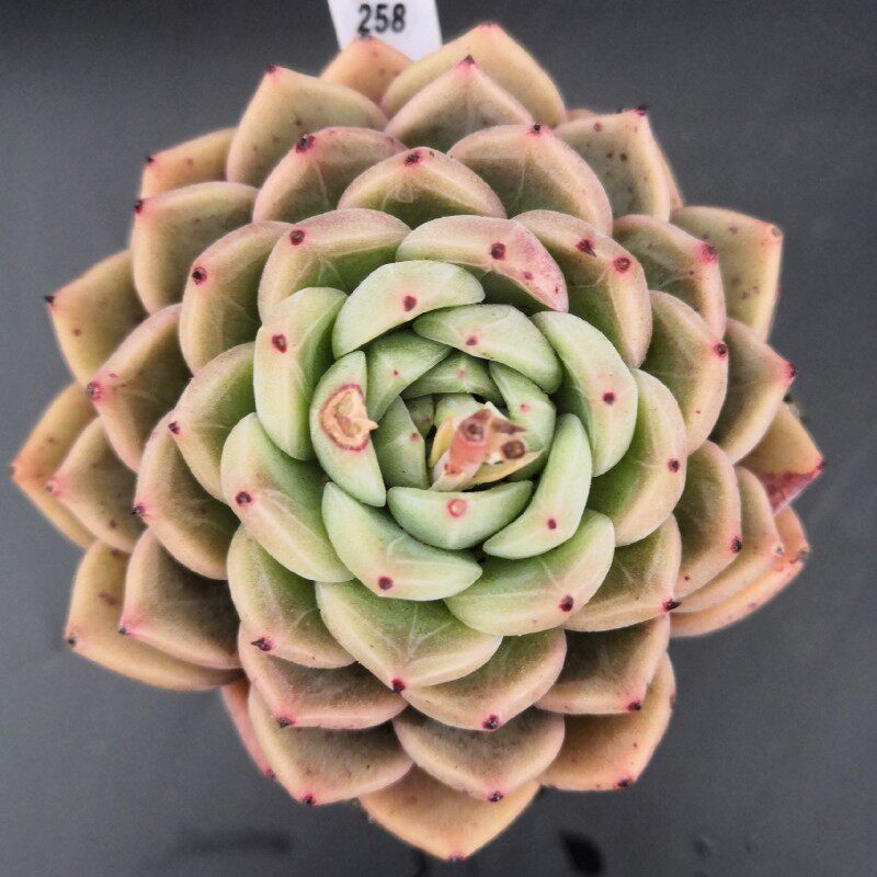 拉霍亚多肉老桩单头9厘米左右叶层多暗纹系多肉