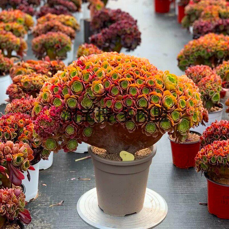 法师朵朵缀化玫瑰邵羞老桩多年生多肉植物