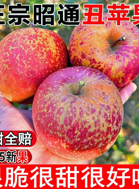 现摘云南昭通红露丑苹果正宗冰糖心脆苹果新鲜水果红富士当季整箱