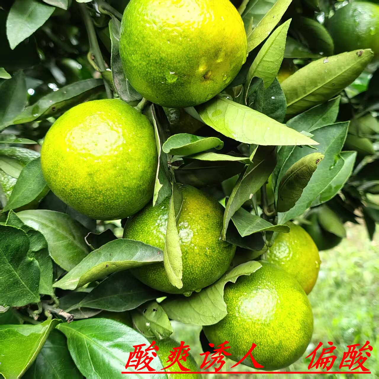 宜昌新鲜青皮酸橘子9斤有籽