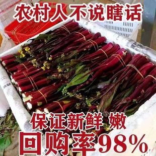 新鲜现摘红菜苔紫菜苔嫩苔菜薹菜心时令蔬菜湖北特产农家自种