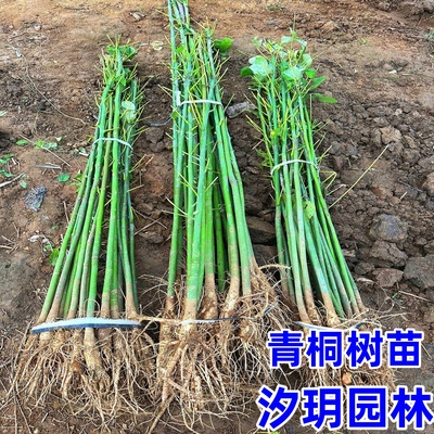 绿化苗木青桐梧桐树苗