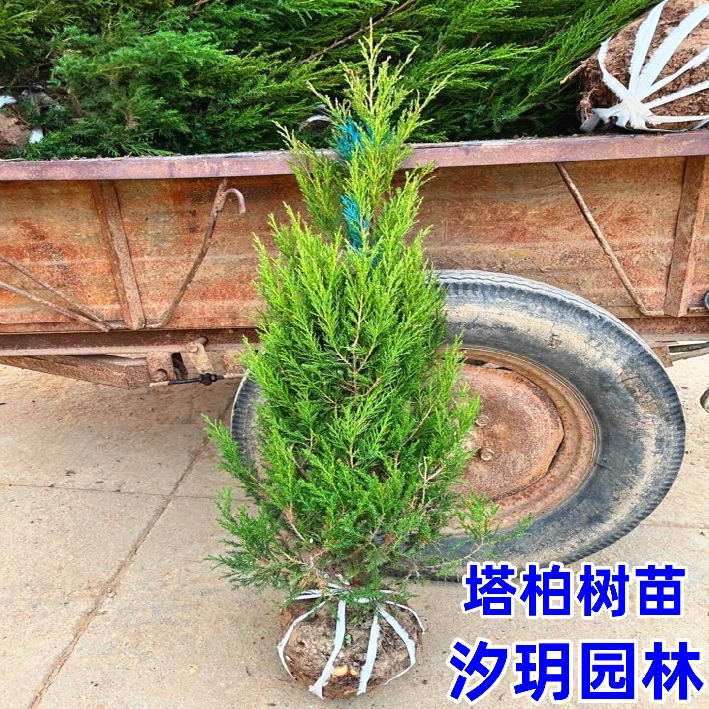 柏树苗松树苗塔柏苗龙柏苗雪松苗蜀快刺柏圣诞树扫墓绿化松树