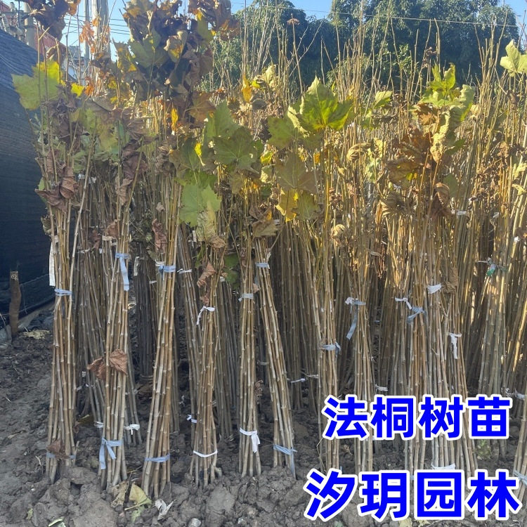 法国梧桐树苗法桐树苗绿化苗木法桐树苗小苗法桐苗 速生法桐树苗