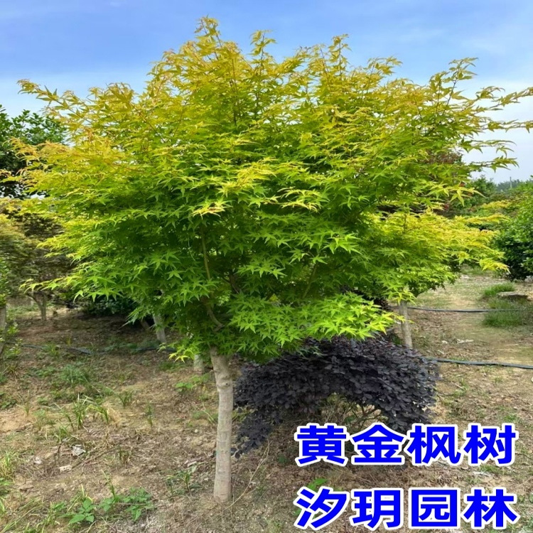 正宗黄金枫树苗庭院风景树苗