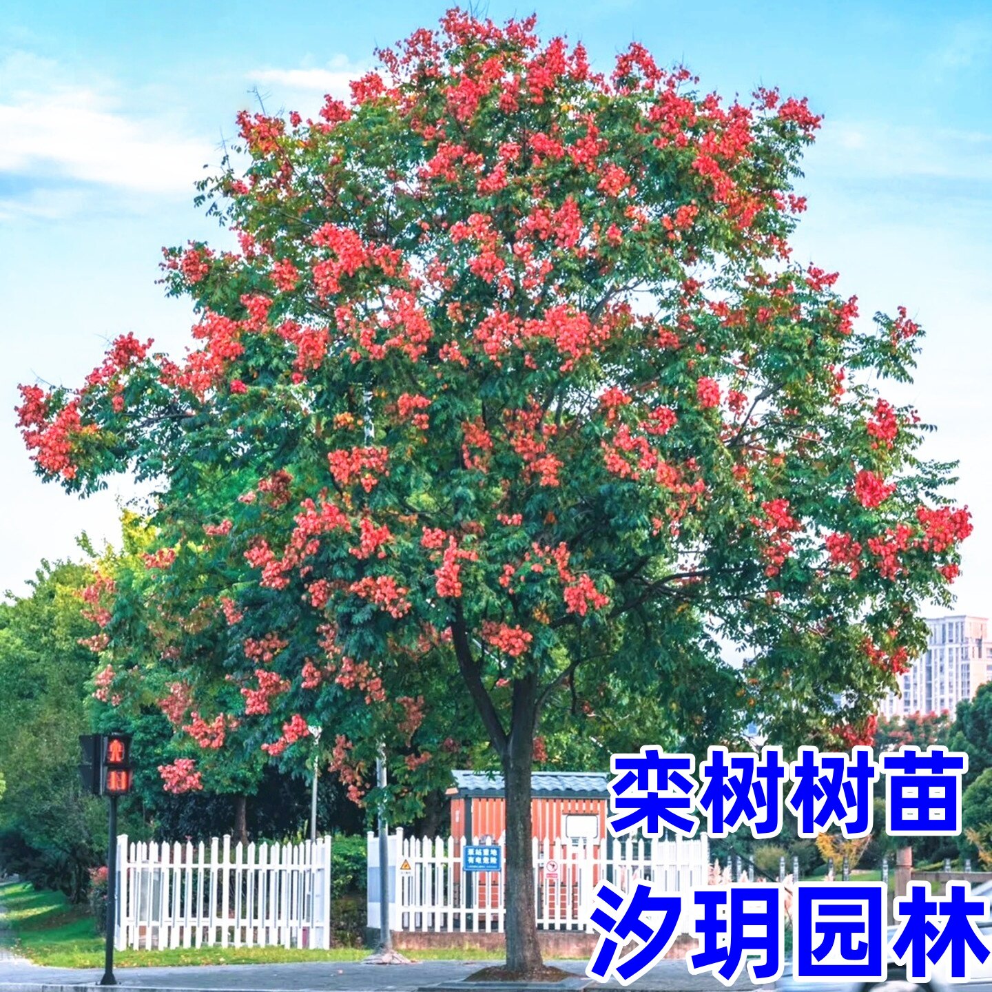 黄山北京园林景物占地拆迁树苗