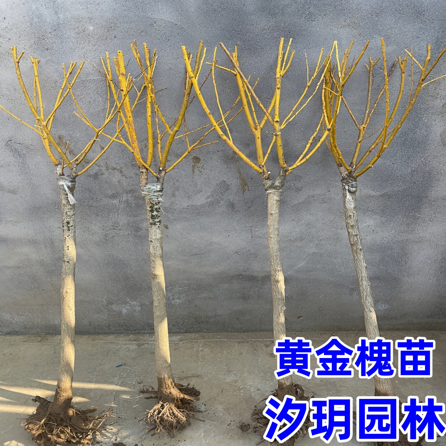 黄金槐树苗庭院绿化苗龙爪槐树苗金枝国槐苗嫁接金丝槐垂槐刺槐