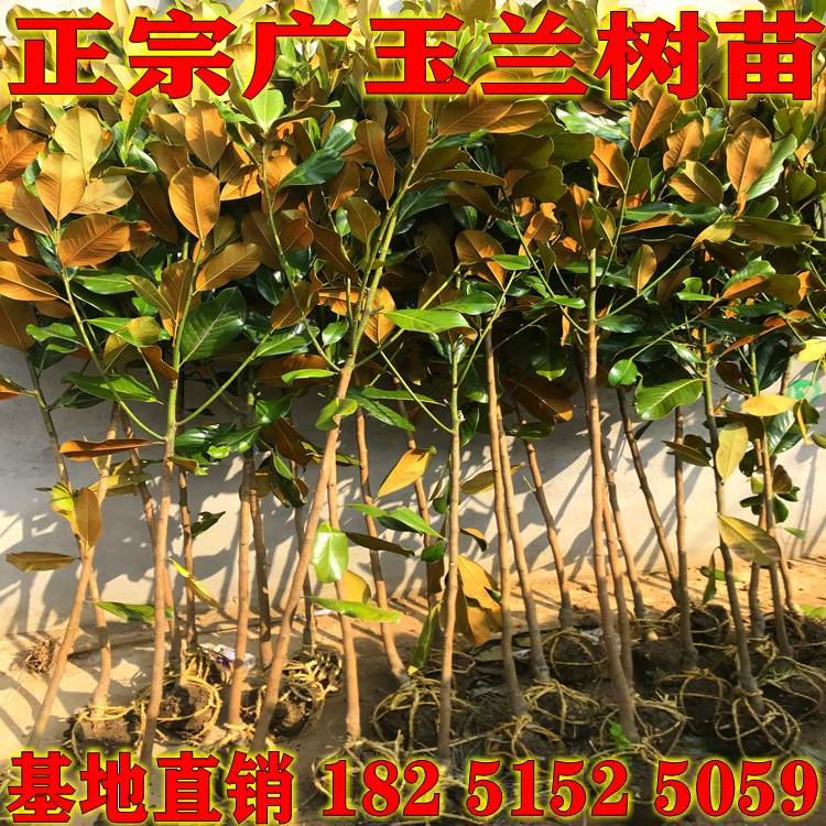 广玉兰树苗 广玉兰小苗 玉兰树苗 四季常青 荷花玉兰苗 绿化树苗