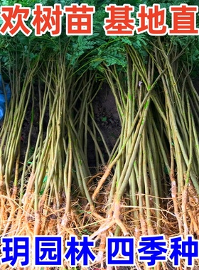 合欢树苗合欢苗绒花树苗芙蓉花树苗庭院花卉盆栽当年开花合欢苗