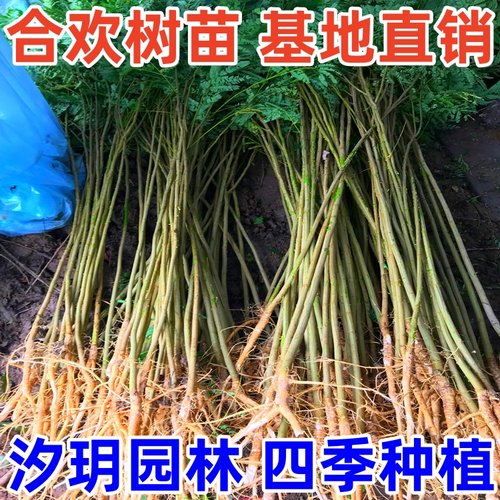 合欢树苗绒花庭院盆栽当年