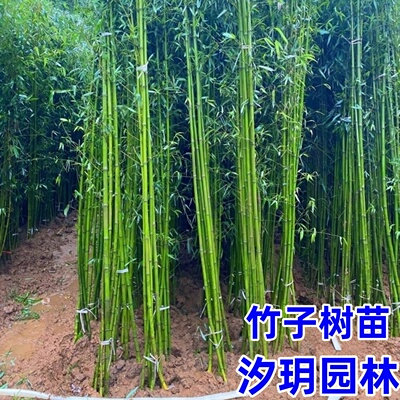 竹子苗竹苗庭院阳台围墙四季常青