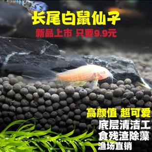 长尾白鼠仙子鱼清道夫热r带观赏工具鱼清洁缸除藻吃垃圾粪便鱼包