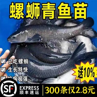 特大青鱼苗淡水养殖食用活鱼灰草黑F皖螺蛳青鱼一斤冷水观赏青鱼
