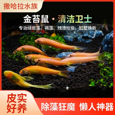 金苔鼠清洁鱼大小号热带观赏鱼大号清道夫鱼缸除藻V吃屎底栖工具