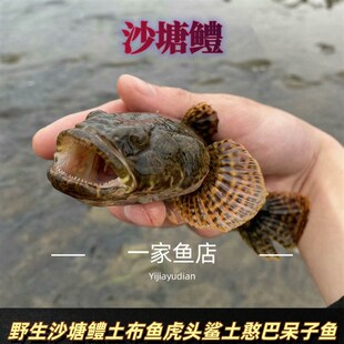 原生好养耐活凶猛观赏型沙t塘鳢冷水土布鱼肉食性呆子鱼溪流淡水