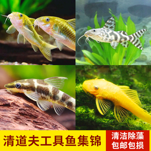 热带观赏鱼清道夫金苔鼠鱼t缸清洁冷水小型除藻工具鱼苗大帆胡子