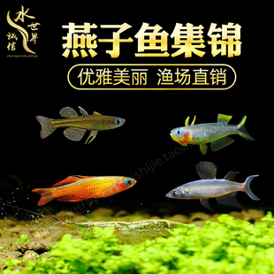 霓虹燕子鱼灯科鱼燕m子美人鱼珍珠燕子鱼橘色珍珠燕子鱼群游2条装