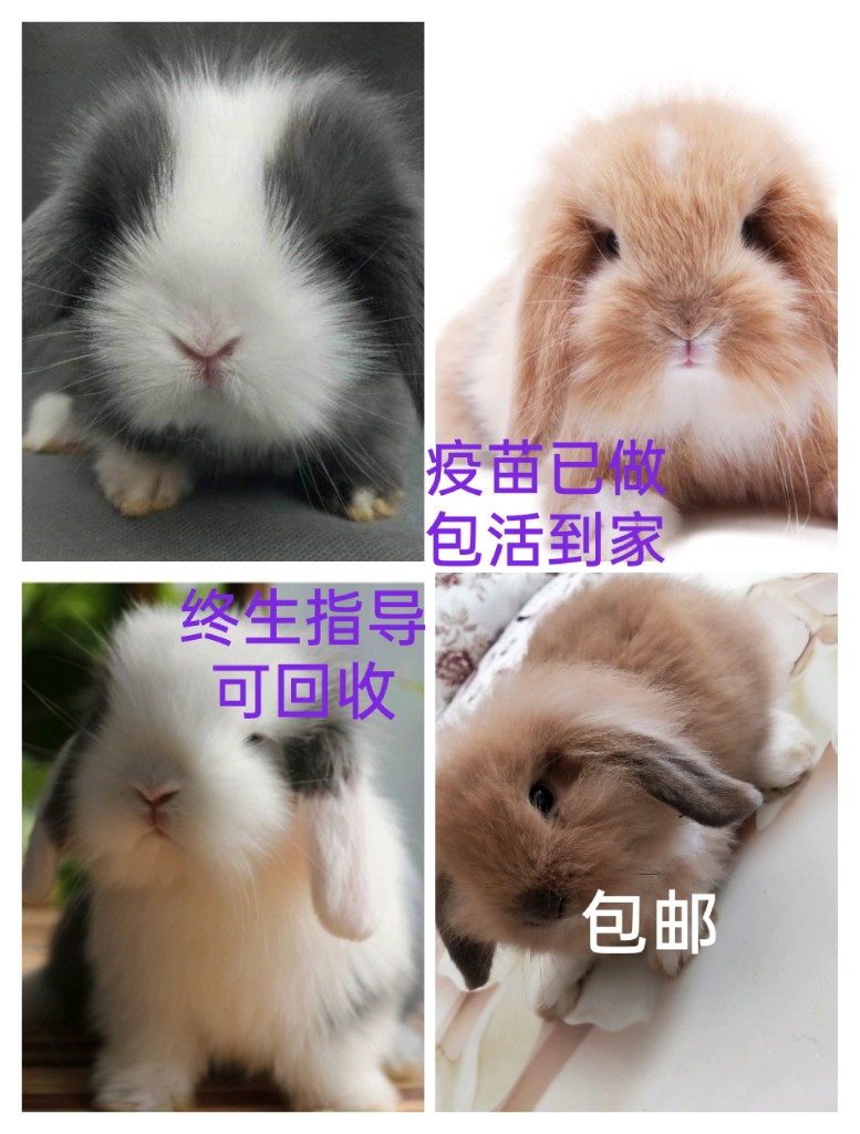 宠物兔活物荷兰垂耳兔猫猫兔长不大侏儒兔幼兔种兔好养活可回收